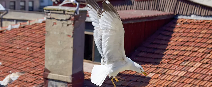 Residential Chimney Animal Removal Solution in St. Charles, MO